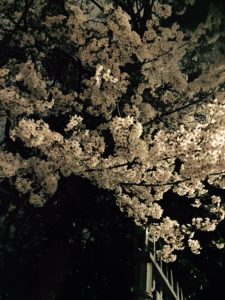 2016年上野公園桜①