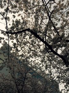 2016年上野公園桜②