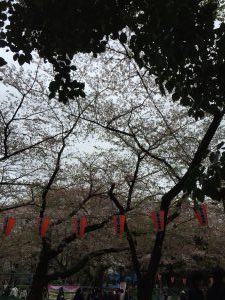 2016年上野公園桜③