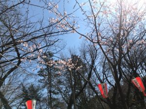 上野公園桜2,017①