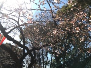 上野公園桜2017④