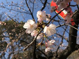 上野公園桜2,017②