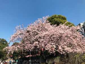 上野公園桜2017⑪