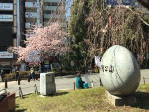 上野公園桜2017⑬