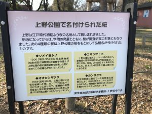 上野公園で名付けられた桜