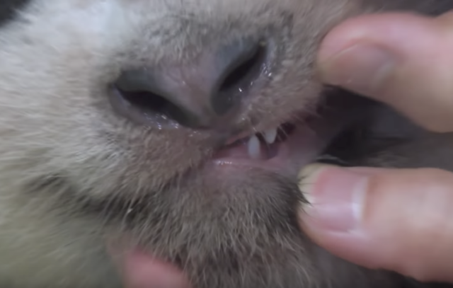 パンダの赤ちゃん生後１００日犬歯