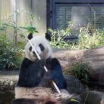上野動物園の赤ちゃんパンダの状況はどうなったのでしょうか？GWにはお得な情報もあります！