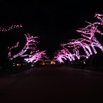 上野公園で開催されている「冬桜イルミネーション」に行ってきました！