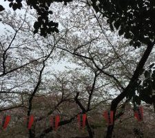 2016年上野公園桜③
