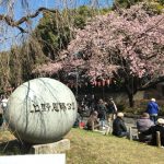 上野公園の桜は満開すでに満開！？桜の様子を見てきました(^^)