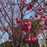 上野公園のソメイヨシノはまだまだですが、他の種類の桜を楽しみましょう♫
