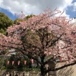 【速報！】2017年3月21日（火）気象庁は、ソメイヨシノの標本木が開花したことを発表しました！