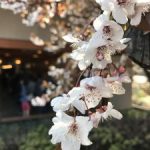 【最新情報！】上野公園の桜の様子について、最新情報をお届けします！！