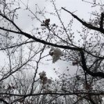 【お花見情報】週末あいにくの雨でしたが、その後の最新情報！