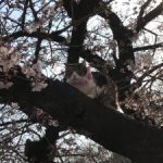 【お花見情報】雨が上がってお花見日和になりました！枝にちょこんと乗っているかわいいネコも発見！！