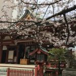 【お花見情報】上野公園以外の桜の様子を見てきました〈木登りネコの動画あり〉