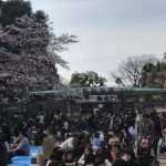【上野公園花見最新情報】桜は満開！上野公園は大変混雑しています！！でも穴場もあります( ´∀｀)