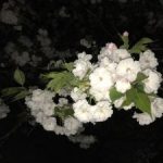 【お花見情報】桜は散りかけていますが、夜桜にはちょうどいい時期ですよ！