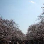 【お花見情報】上野公園の桜は満開！人も溢れ賑わっています！！満開のソメイヨシノ以外の桜も注目してみましょう♫