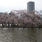 【お花見最新情報】桜は満開！ハクビジンにも遭遇！！