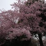 【お花見情報】週末の雨の後の桜は！？桜は無事か気になるところです(-_-;