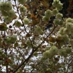 【お花見情報】春の嵐！上野公園の桜は無事か様子を見てきました