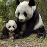 パンダの赤ちゃんの妊娠可能性が大のニュースが！今後の行方を見守りましょう♫