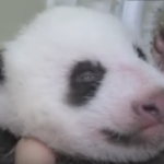 【パンダ情報】パンダの赤ちゃんの両目がうっすら開き、自力で動き出しました！
