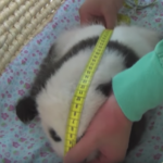 【パンダ情報】パンダの赤ちゃん生後５０日、両目を開きハイハイも見られます！そして微妙なパンダも。。。