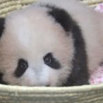 【パンダ情報】赤ちゃんパンダのシャンシャンが生後１１０日を越え順調です！ホームページもリニューアルしました！