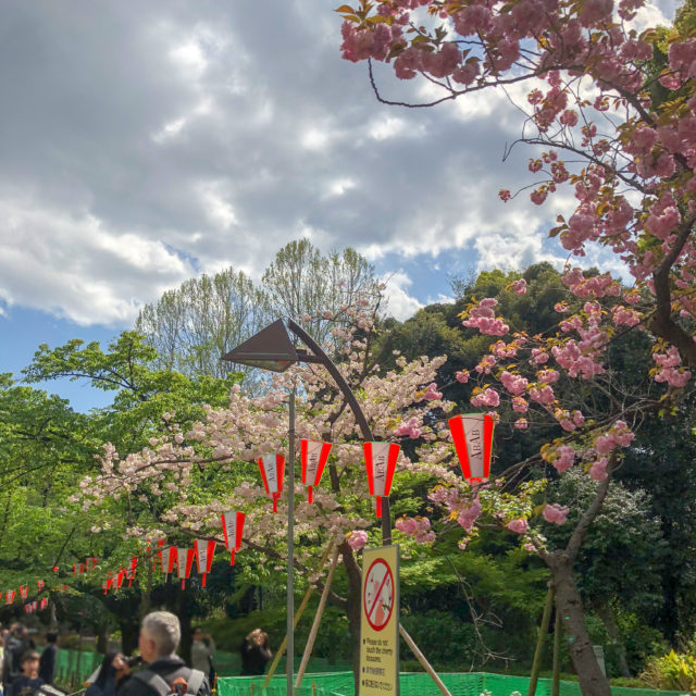 上野公園桜並木イチヨウとカンザン