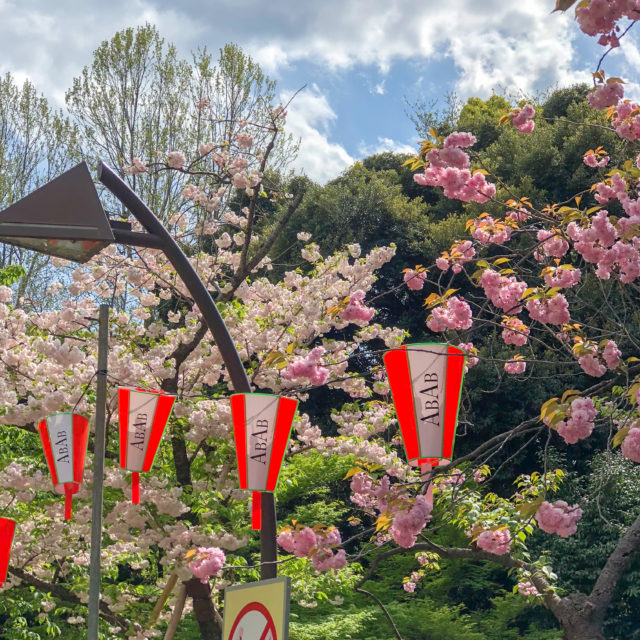上野公園桜並木イチヨウとカンザン２