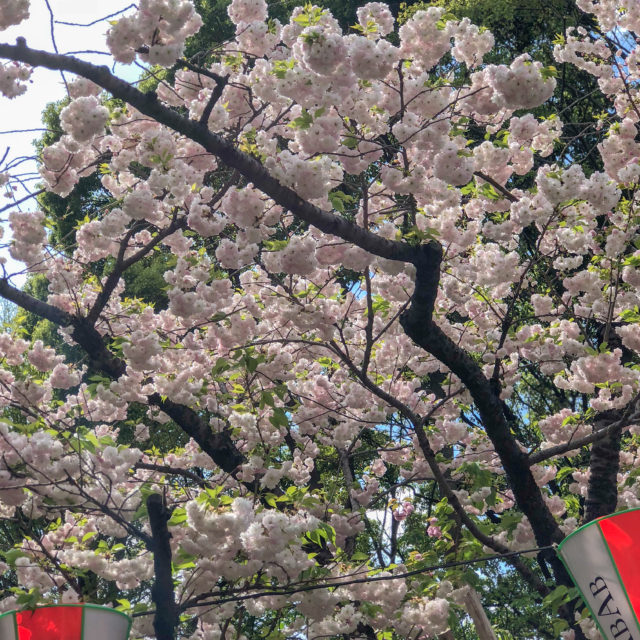上野公園桜並木イチヨウ