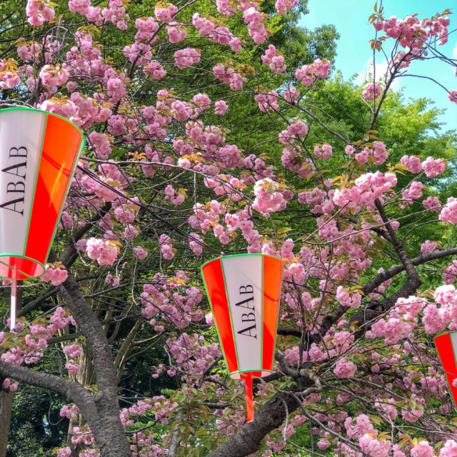 上野公園桜並木カンザン