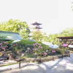 桜が終わって今が見頃の上野東照宮『春のぼたん苑』！