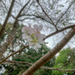 現在１０月ですが上野公園には桜が咲いています(^^)