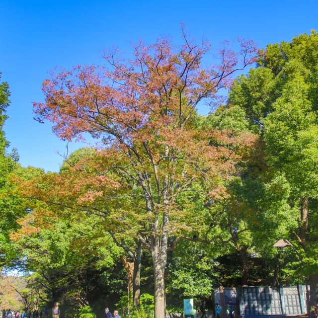 上野公園紅葉２