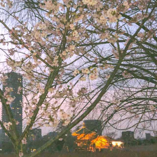 不忍池の河津桜
