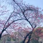 上野公園『カンヒザクラ』も咲き始めました🌸