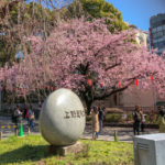 上野公園『オオカンザクラ』は八分咲き、開花予想も出ました❗️