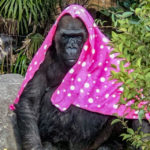 上野動物園『ニシゴリラ』布を被るのは寒いから？