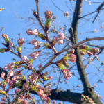 3月21日は開花予想日!ソメイヨシノの開花状況は？