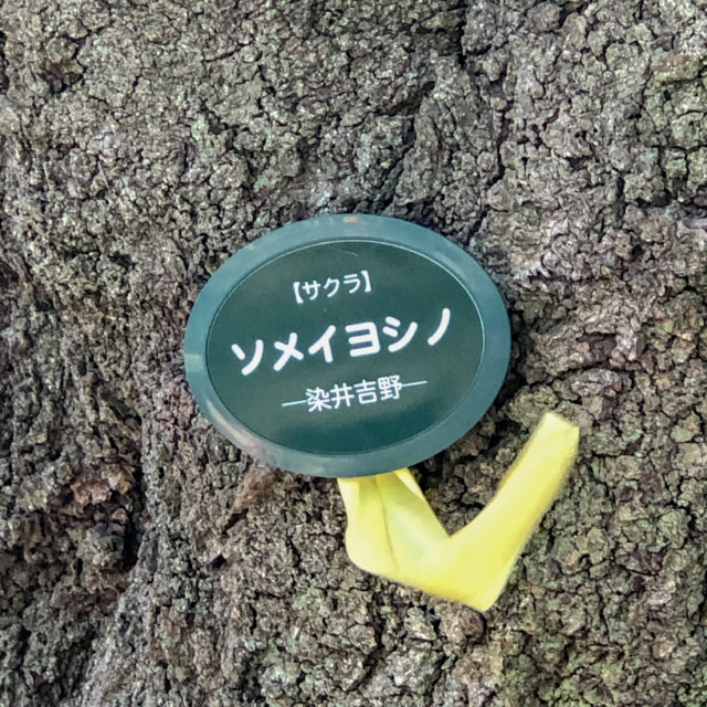 上野公園ソメイヨシノ開花