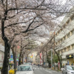 上野駅前のソメイヨシノは五分咲き!