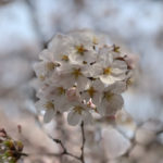 上野公園ソメイヨシノ7分咲き！