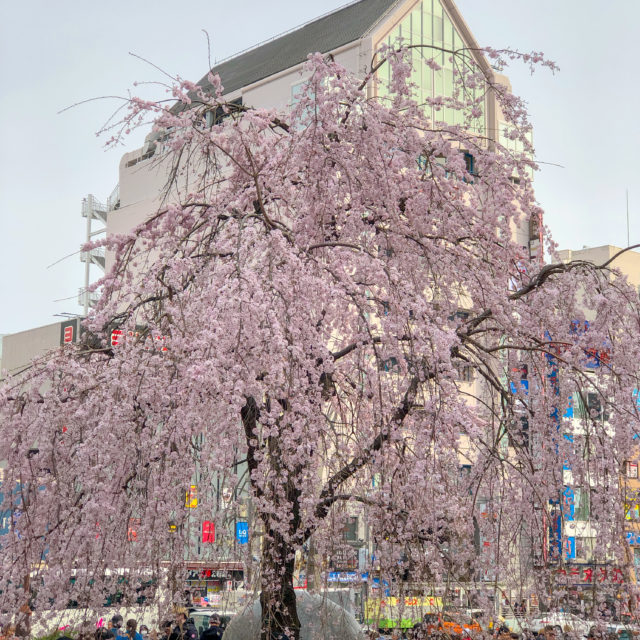 上野公園しだれ桜