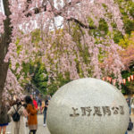 上野公園入り口にある『しだれ桜』は満開!