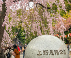 上野公園しだれ桜