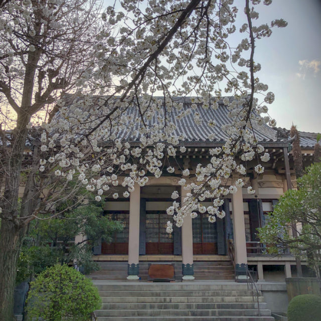 坂東報恩寺の桜