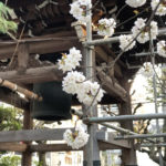 東上野の『坂東報恩寺』は桜満開！